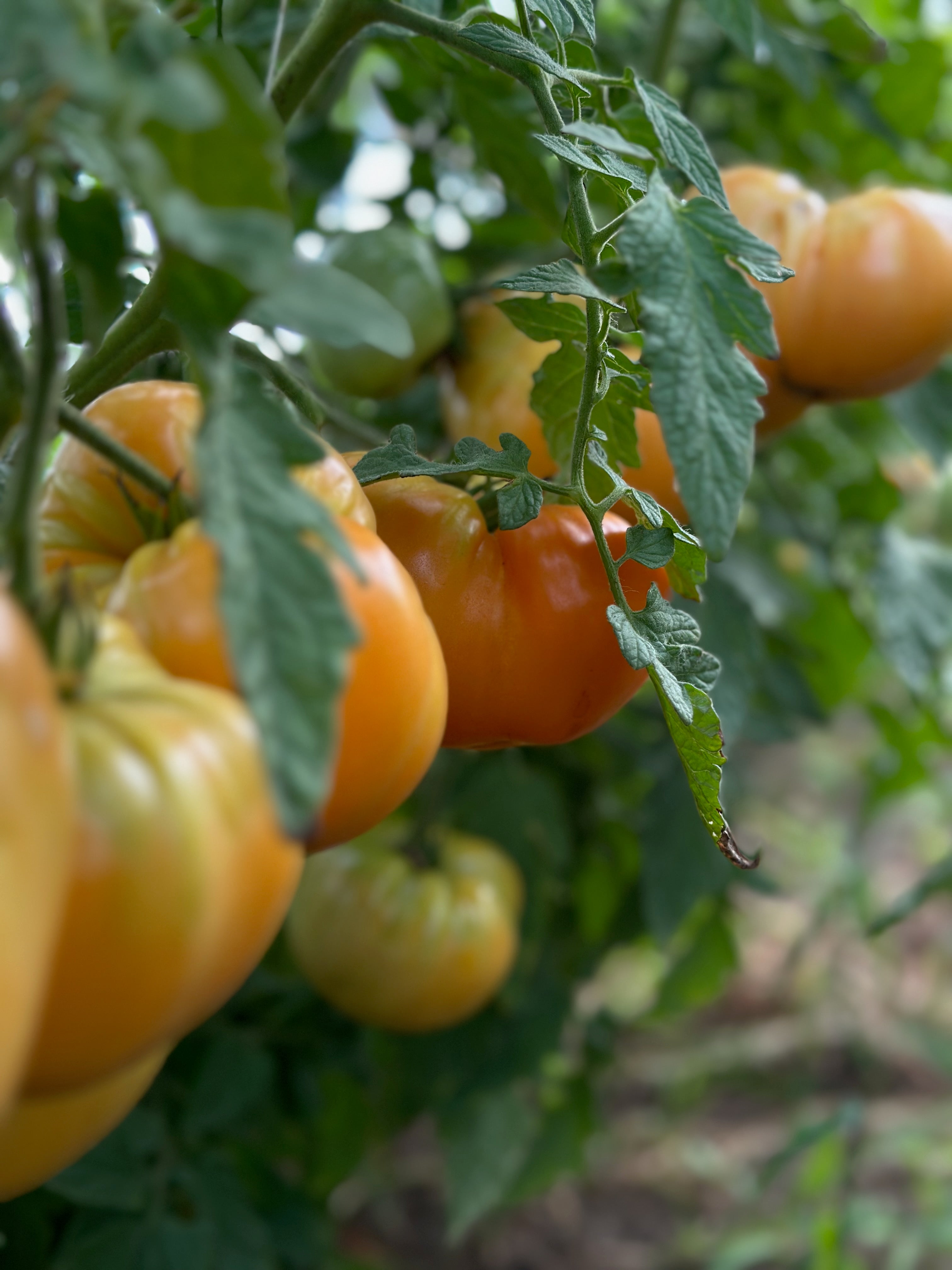 Veggie Drop - Aug 13th