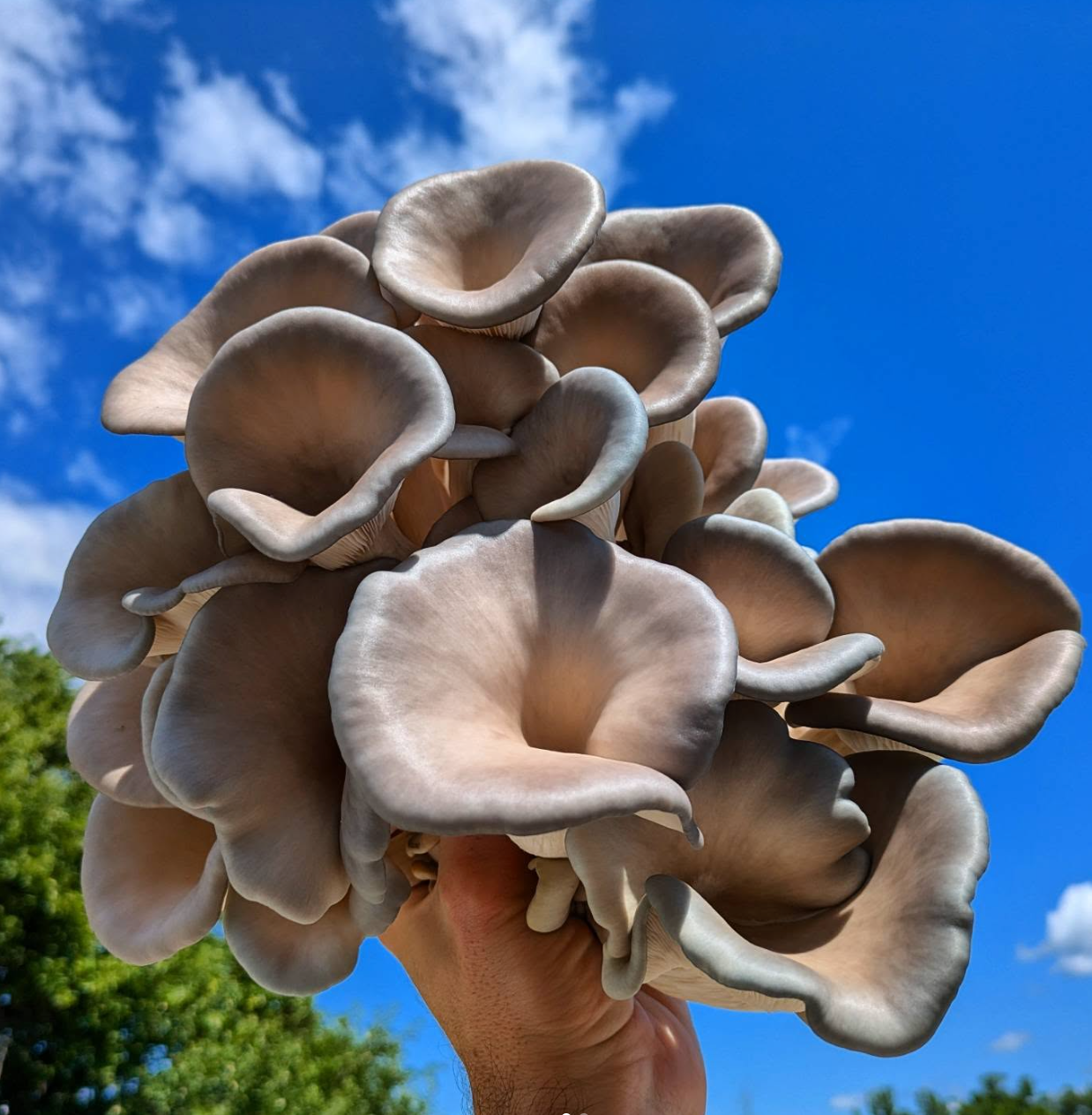 Monthly Mushrooms - FUNJ Shrooming Co