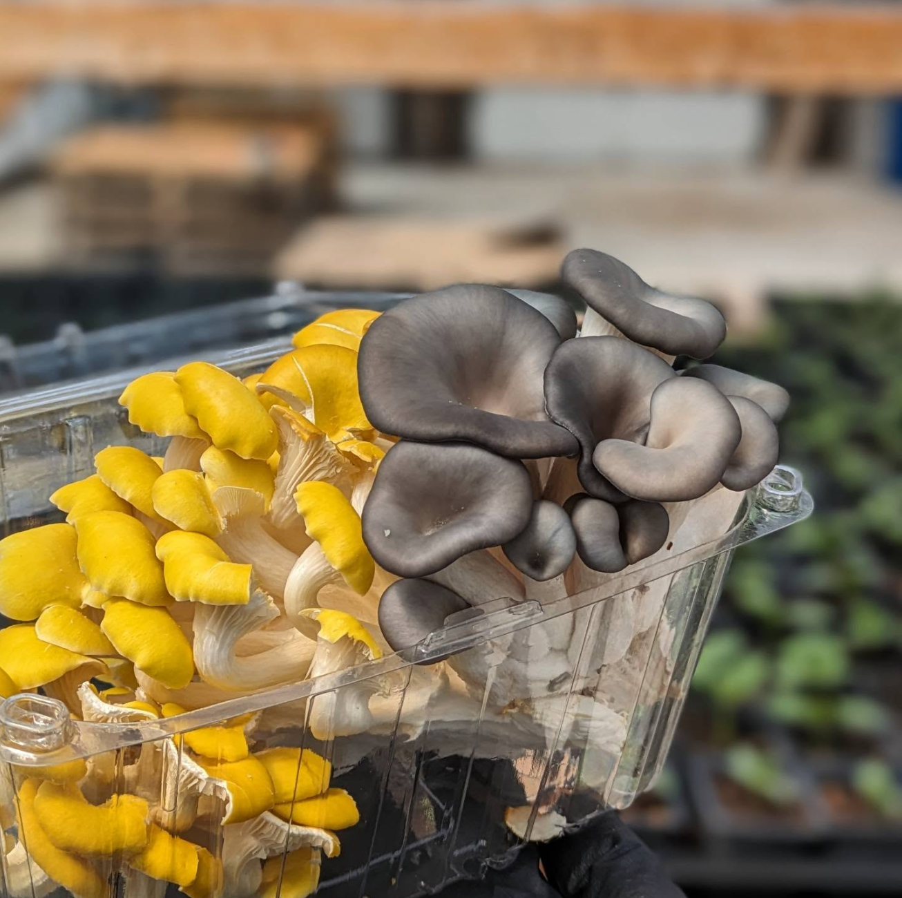 Monthly Mushrooms - FUNJ Shrooming Co