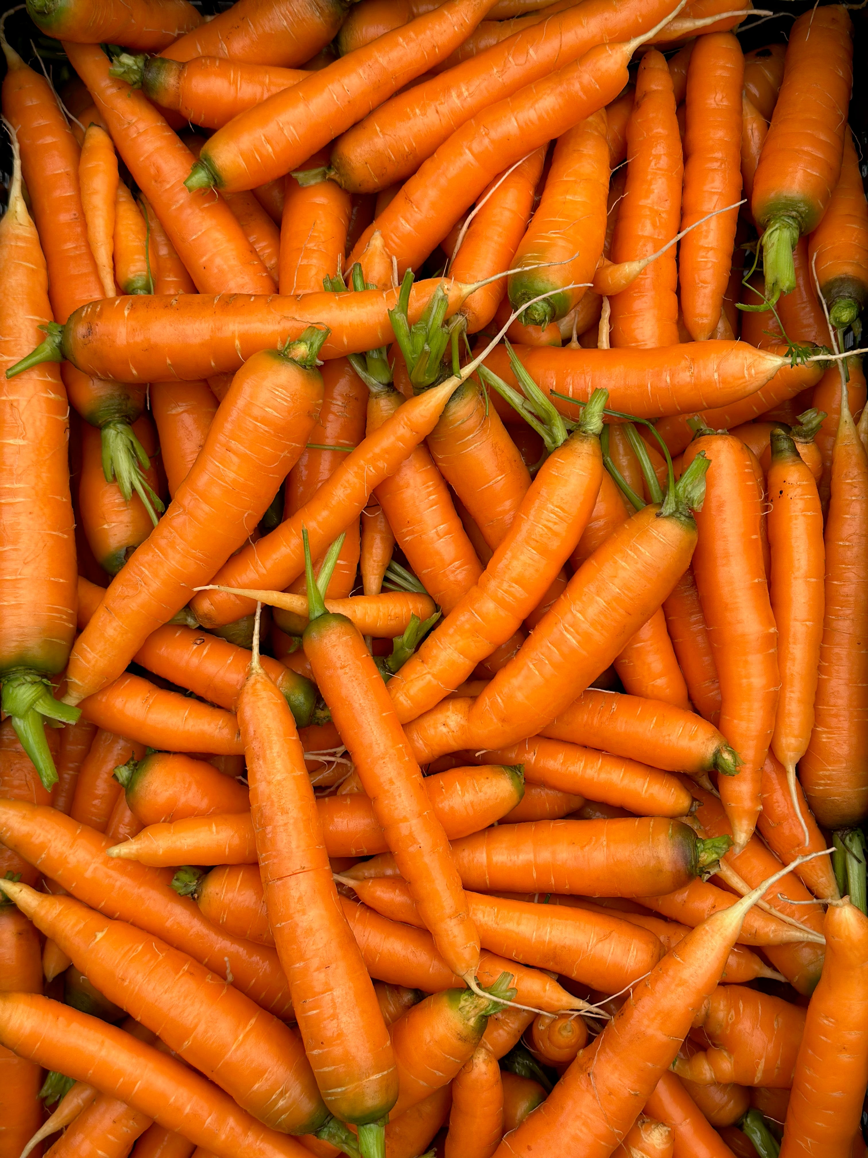 FALL Veggie CSA