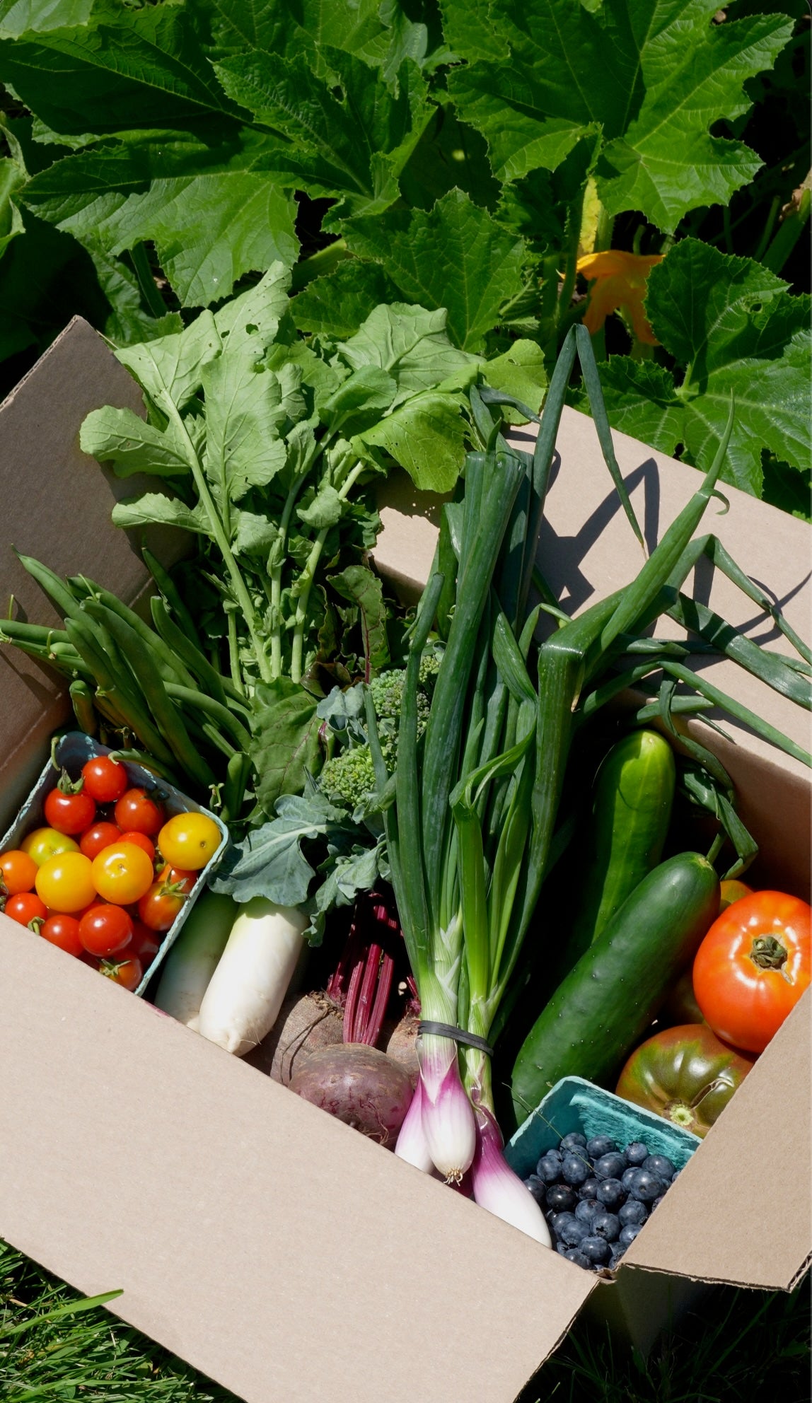 Veggie Drop - Aug 13th
