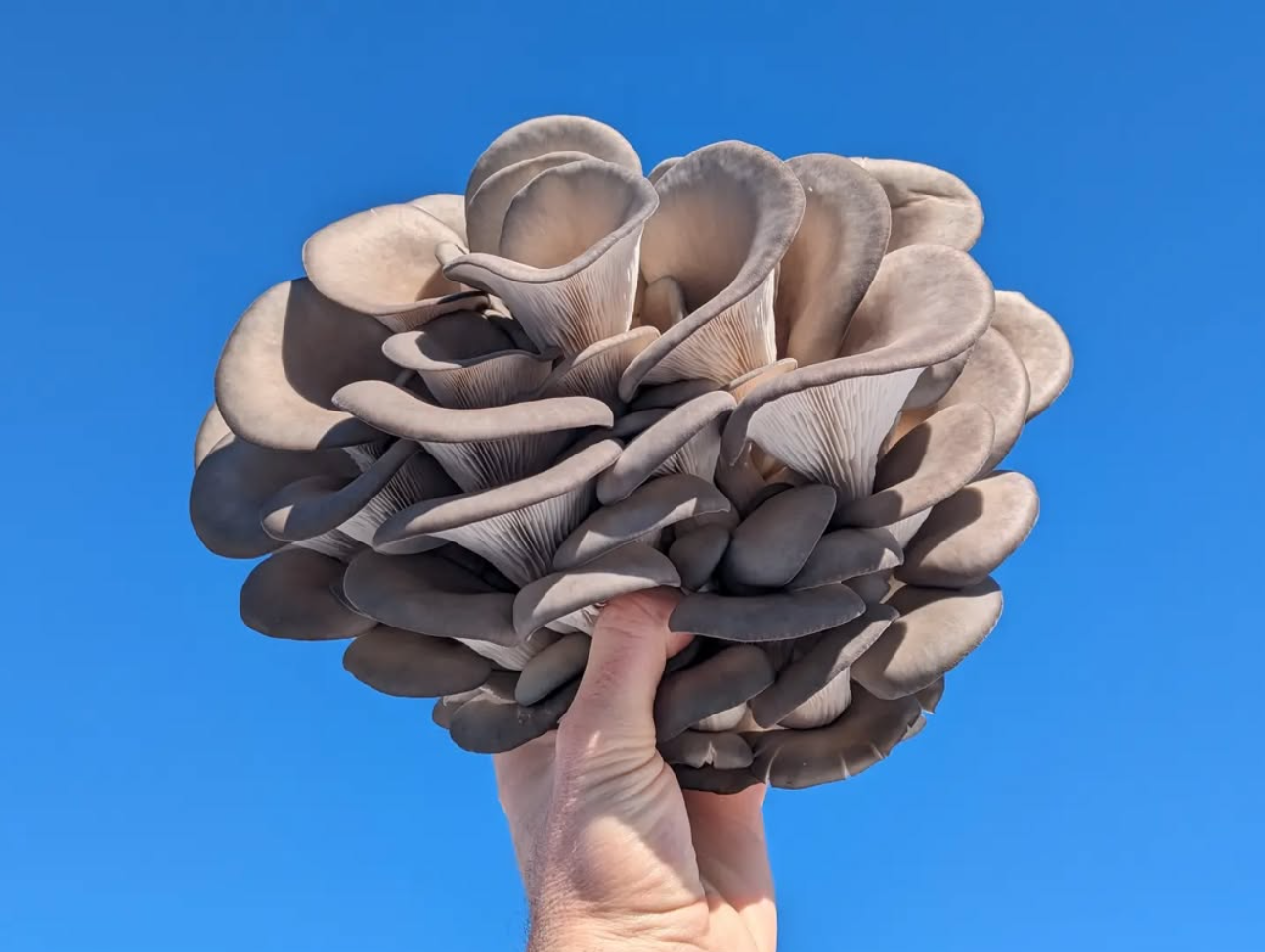 Monthly Mushrooms - FUNJ Shrooming Co