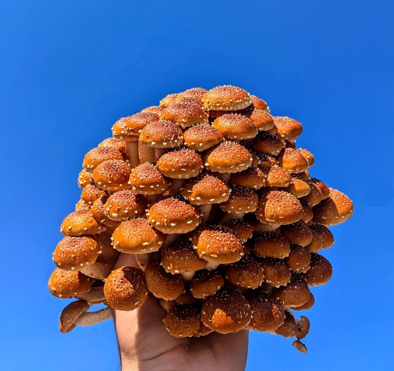 Monthly Mushrooms - FUNJ Shrooming Co